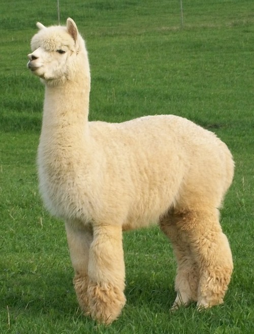 Alpaca Foods